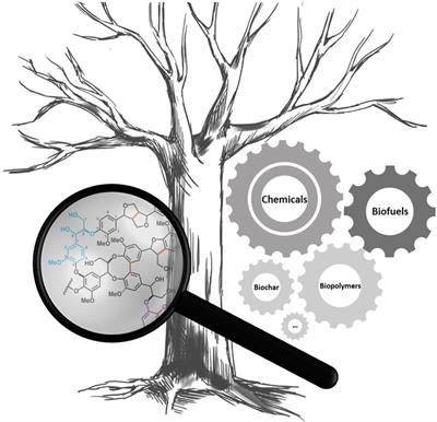 Editorial: Advances in the Structural Elucidation and Utilization of Lignins